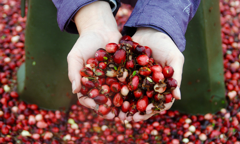 Cranberries