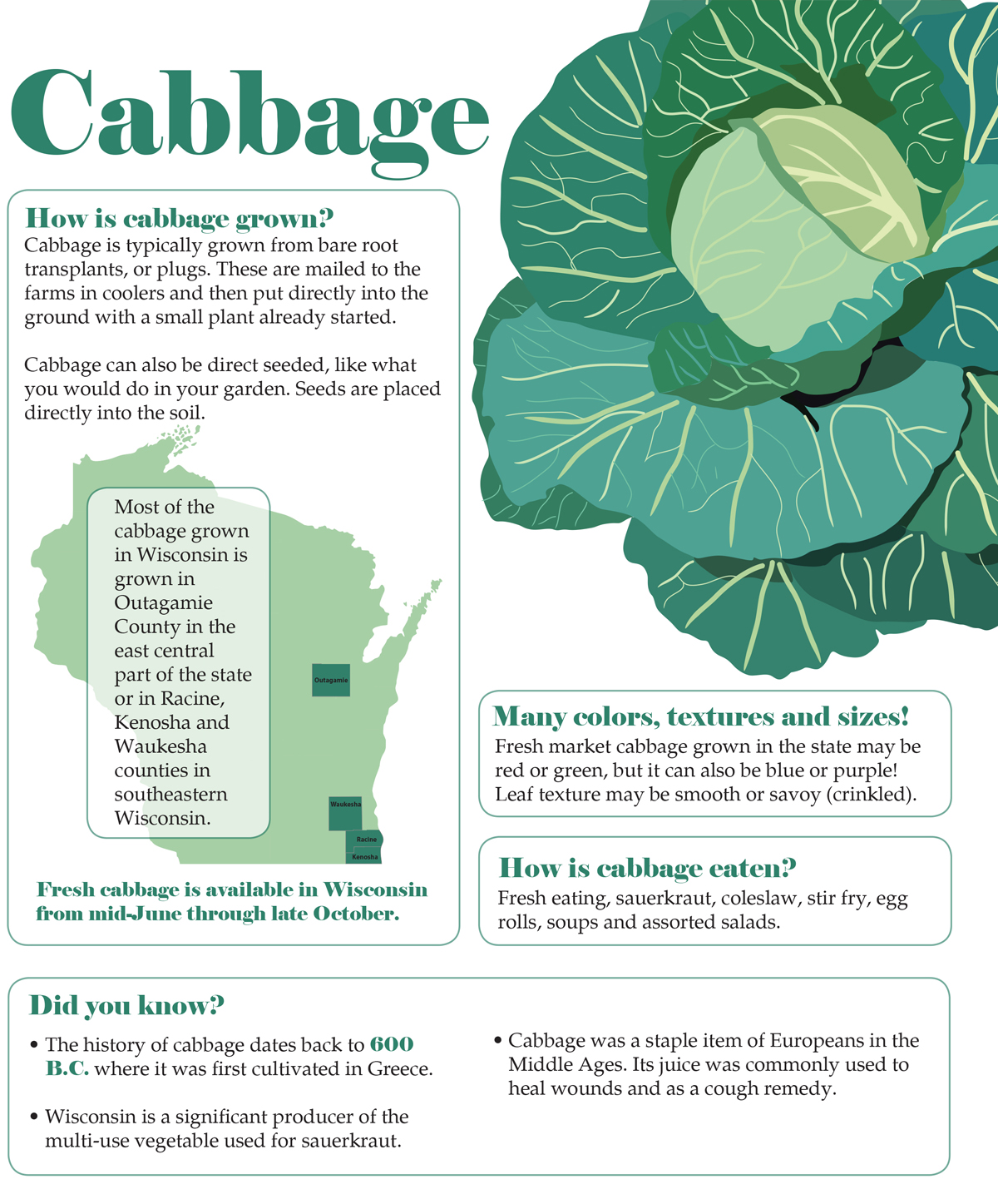 Cabbage